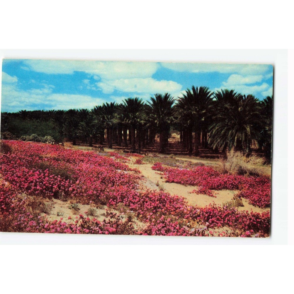 Vintage 1954 Palm Springs Coachella Valley Date Palms Sand Verbenas Postcard